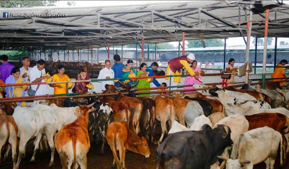 Feeding Holy Cows at Goshamahals, Hyderabad on 08.09.2017