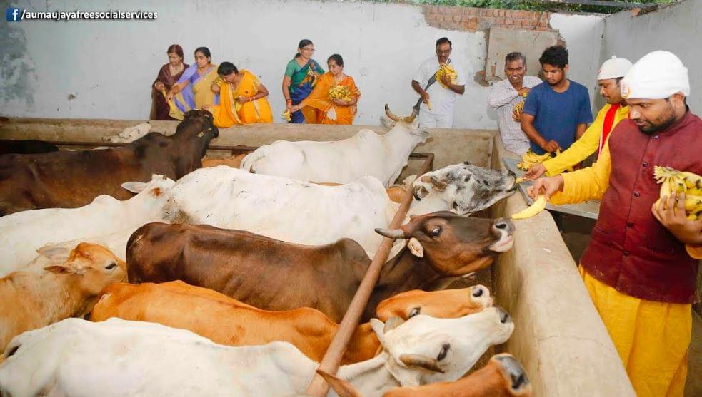 Feeding Holy Cows at Goshamahals, Hyderabad on 08.09.2017