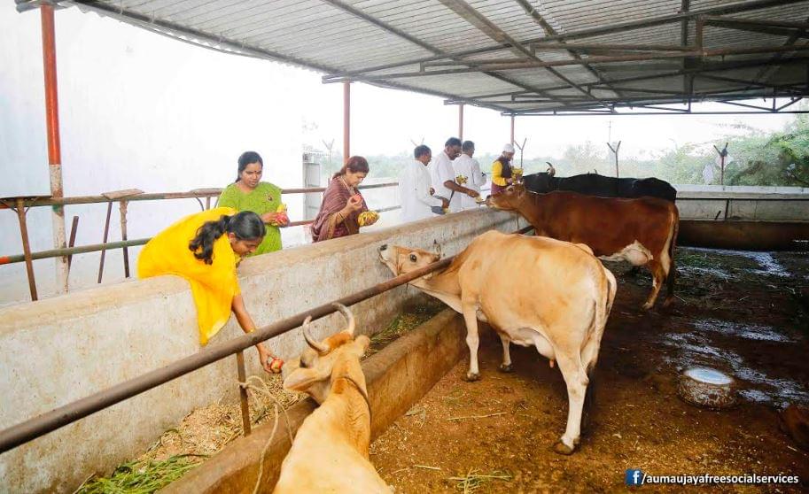 Feeding Holy Cows at Goshamahals, Hyderabad on 08.09.2017