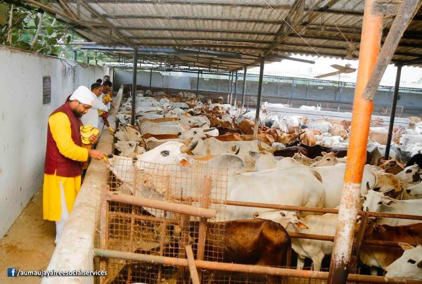 Feeding Holy Cows at Goshamahals, Hyderabad on 08.09.2017