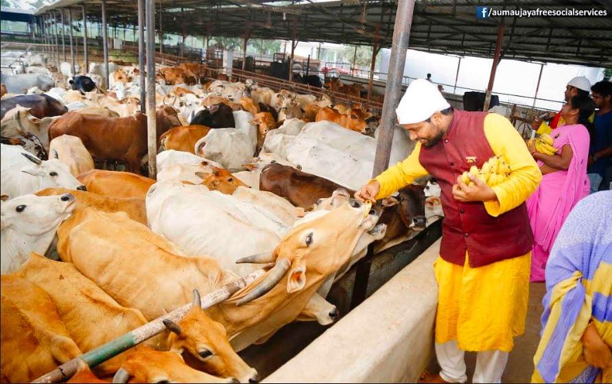 Feeding Holy Cows at Goshamahals, Hyderabad on 08.09.2017