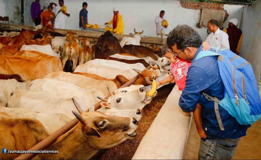 Feeding Holy Cows at Goshamahals, Hyderabad on 08.09.2017