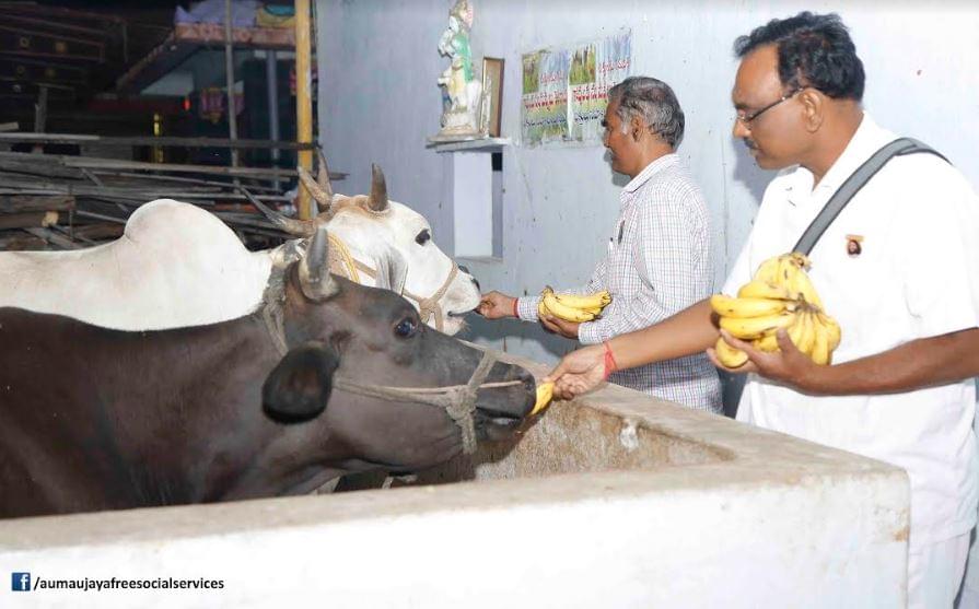 Feeding Holy Cows at Goshamahals, Hyderabad on 08.09.2017