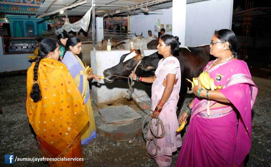 Feeding Holy Cows at Goshamahals, Hyderabad on 08.09.2017